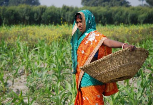 Maize Farmer Woman