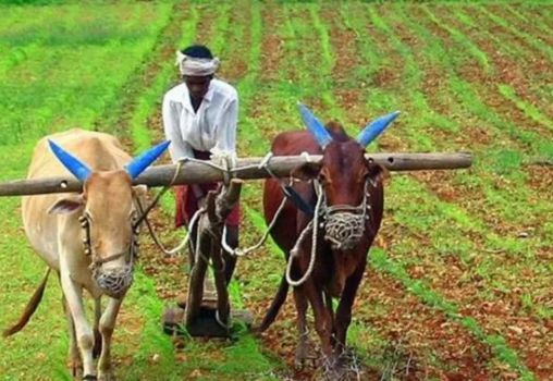 Farmer in his agricultural land